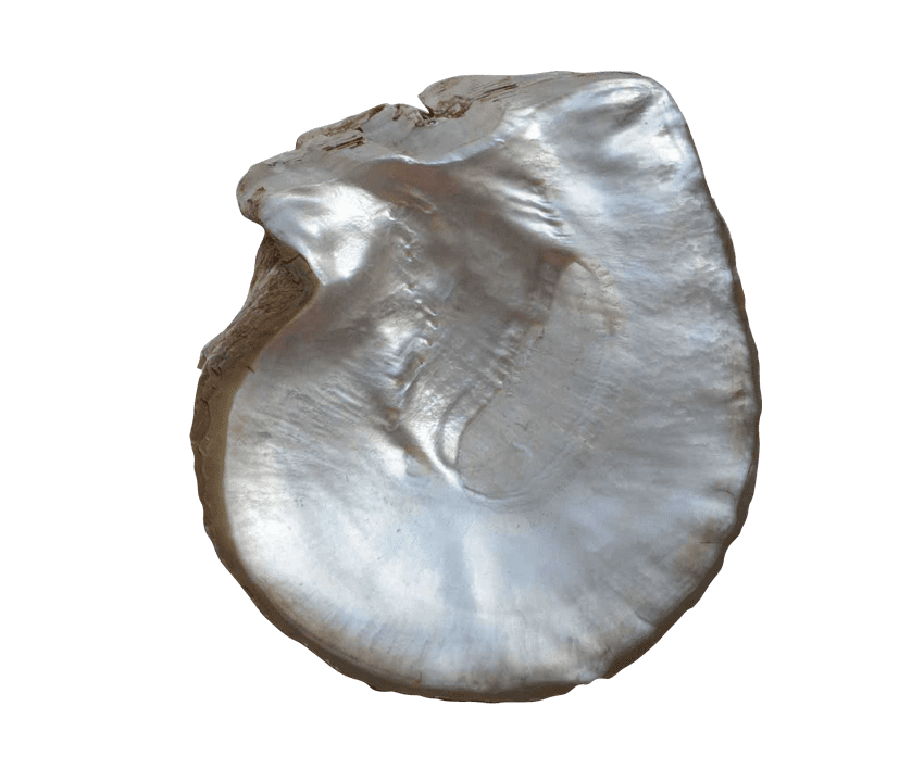 Australian Mother of Pearl Co. Pty Ltd